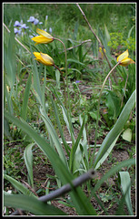 Tulipa australis (6)