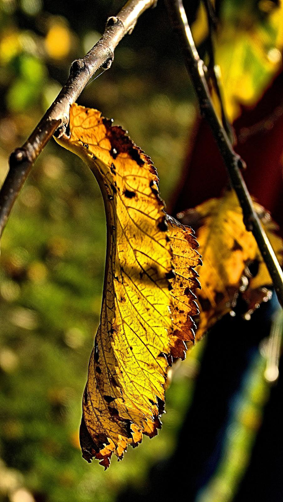 Autumn Gold