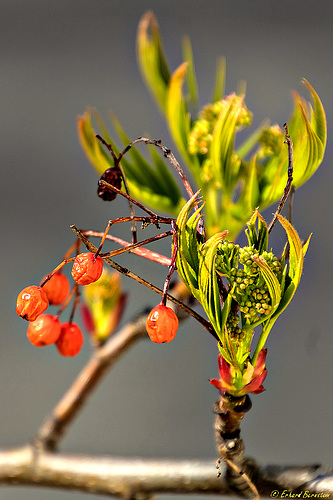 Baum vorm Fenster: neue Knospen, alte Früchte