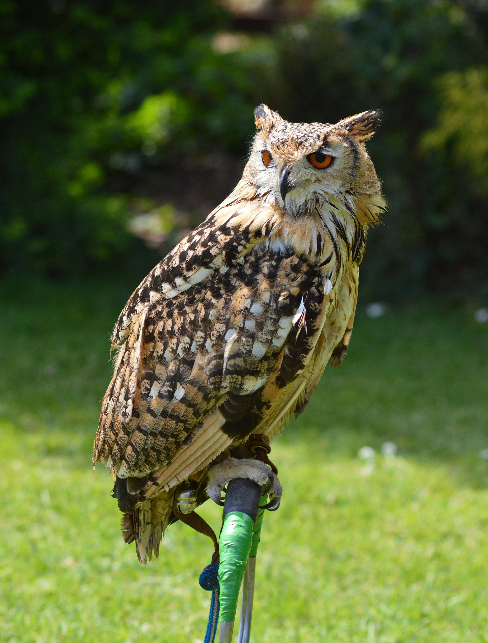 Bengal Eagle Owl 3