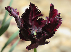 Tulipo