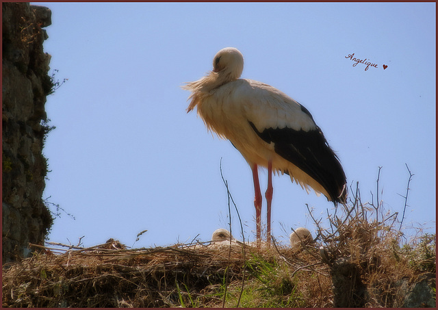 Les plumes au vent *********belle journée à tous