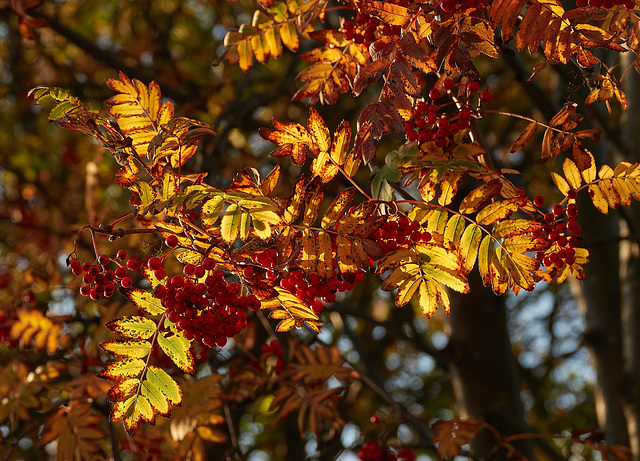 Red Berries