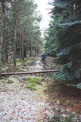 Track through the woods