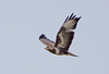 Mäusebussard Buteo buteo