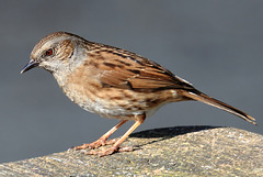 EOS 6D Peter Harriman 09 26 35 77016 dunnock dpp