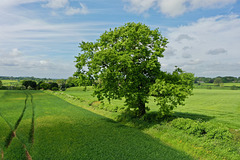 Green fields as summer approaches