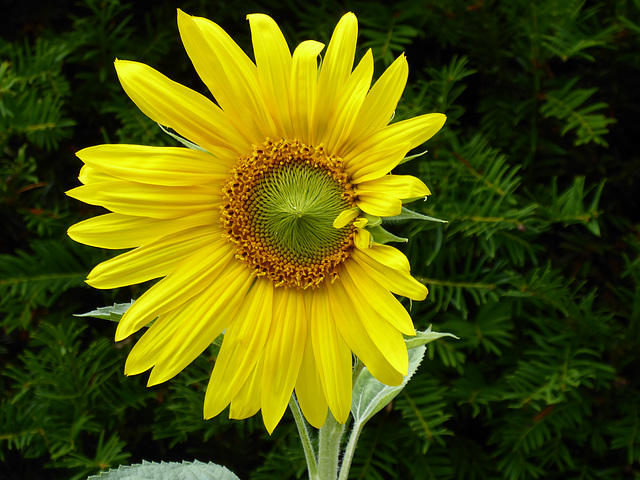 Sunflower - 30 August 2022