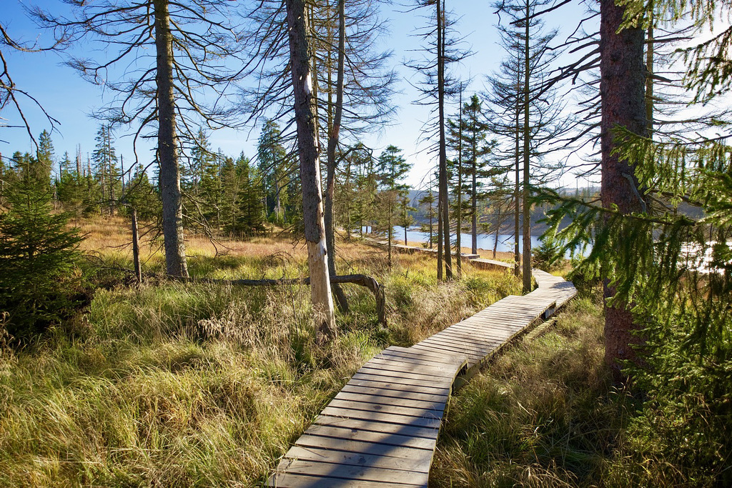 Rund um den Oderteich