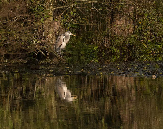 Heron