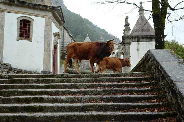 Serra da Peneda, Senhora da Penha, Voisinage