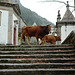 Serra da Peneda, Senhora da Penha, Voisinage