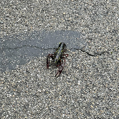 Louisiana Crawfish