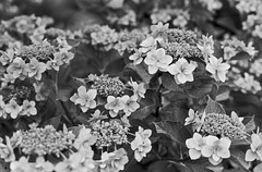 Hydrangea