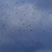 Starlings c80