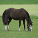 Niederlande - Pferde in Egmond DSC09487