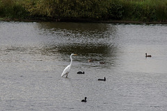 20150910 8723VRTw [D~PB] Silberreiher (Casmerodius albus), Ente, Steinhorster Becken, Delbrück