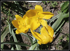 Tulipa sylvestris