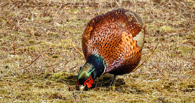 20180404 3487CPw [D~AUR] Fasan (Phasianus colchicus), Norderney