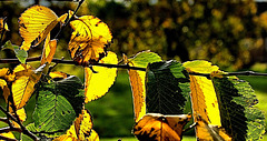 Autumn Gold