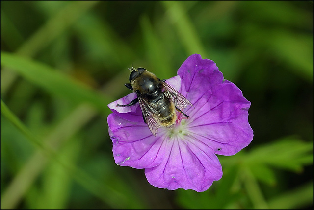 Biene faltet Blüte