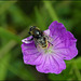 Biene faltet Blüte
