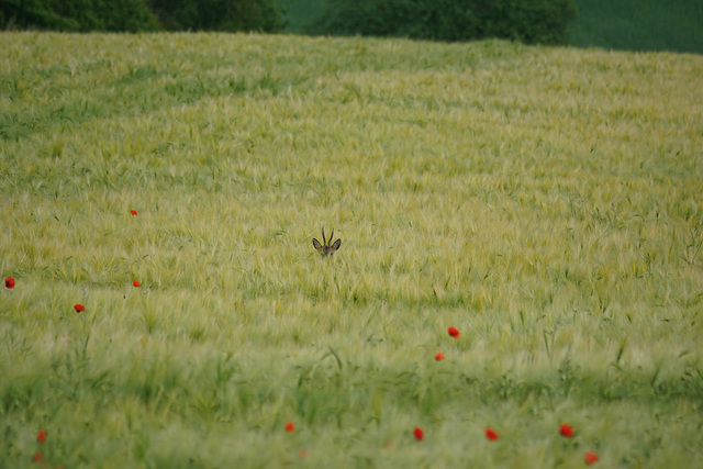 Ein Kopf im Kornfeld