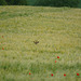 Ein Kopf im Kornfeld