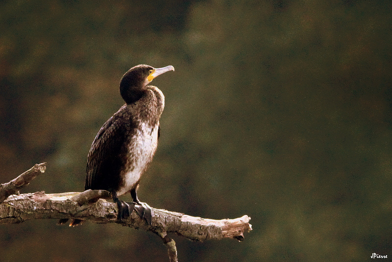 Gd Cormoran