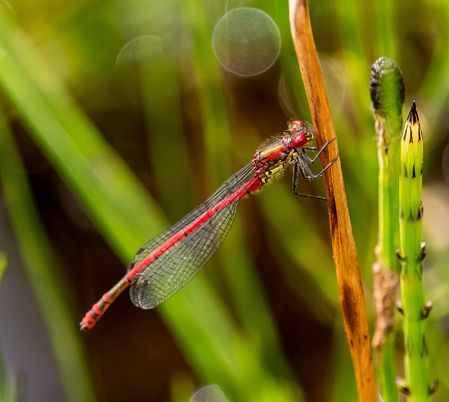 Large red damselfly