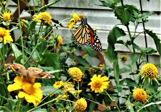 28 MONARCH & 2 BUCKEYES ! 28 MONARCH & 2 BUCKEYES !