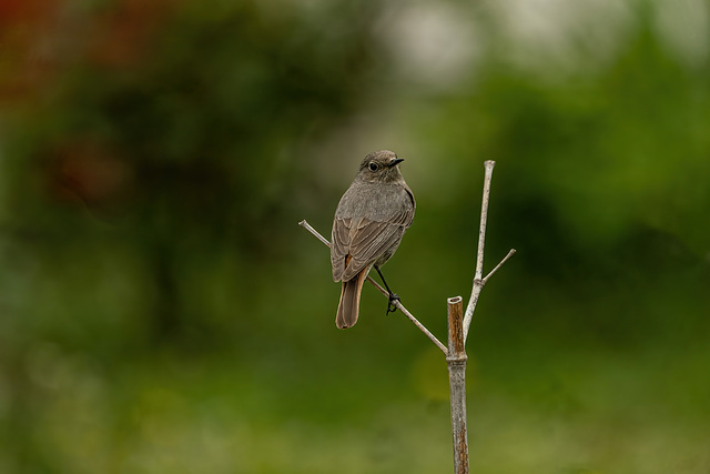 les zozioeaux de mon jardin