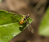 IMG 8199 hoverfly