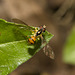 IMG 8199 hoverfly