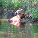 Rosie in the pond