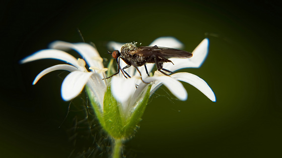 Die Tanzfliege (Empididae) mit seinen langen Rüssel :))  The dance fly (Empididae) with its long proboscis :))  La mouche dansante (Empididae) avec sa longue trompe :))