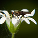 Die Tanzfliege (Empididae) mit seinen langen Rüssel :))  The dance fly (Empididae) with its long proboscis :))  La mouche dansante (Empididae) avec sa longue trompe :))