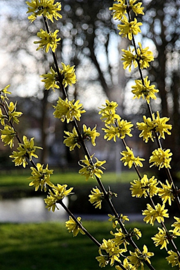 Le Printemps revient