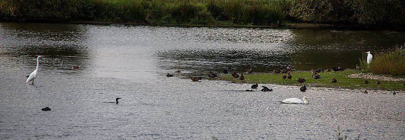 20150910 8724VRTw [D~PB] Silberreiher (Ardea alba, Syn.: Casmerodius albus, Egretta alba), Ente, Höckerschwan (Cygnus olar), Steinhorster Becken, Delbrück