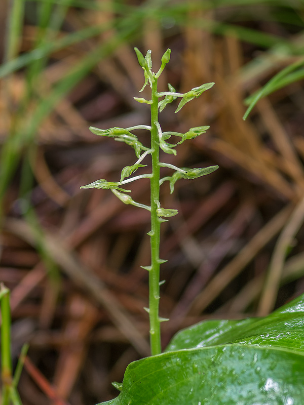 Malaxis abieticola (Arizona Adder's-mouth orchid)