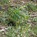 Jumps of a red squirrel in the woods