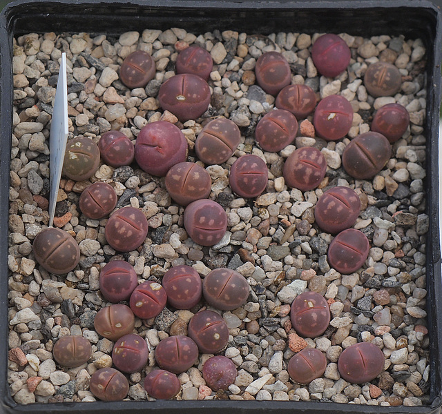 Lithops olivacea - Sämlinge