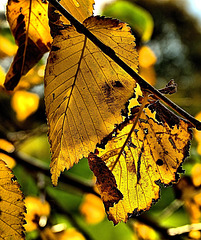 Autumn Gold