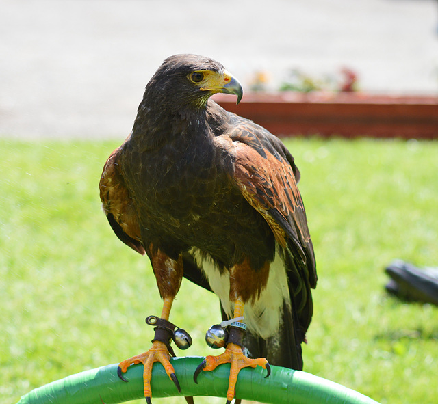 Harris Hawk 2