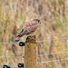 Kestrel