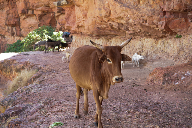 Erar to Shimbrety trek - meeting cattle on the cliffs!