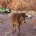 Erar to Shimbrety trek - meeting cattle on the cliffs!