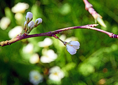 Plum Tree Blossom