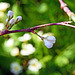 Plum Tree Blossom