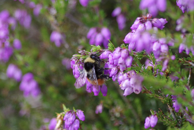 Red tailed Bee on Heather